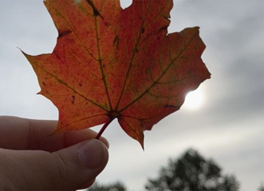 Blatt in der Hand, Foto Cordula