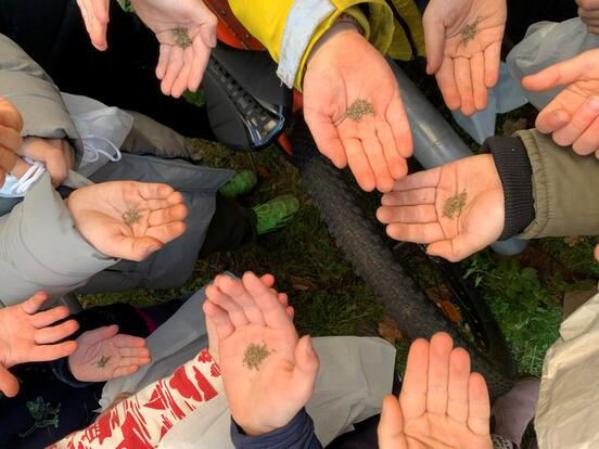 Wildblumensaat bei der Projektwoche am Kollwitzplatz