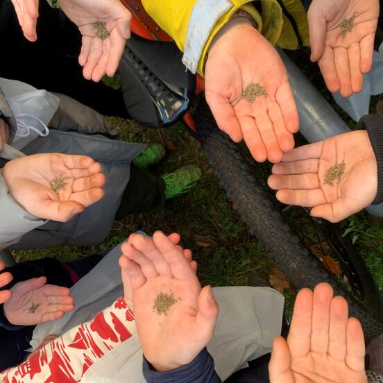 Wildflower seeds for biodiversity