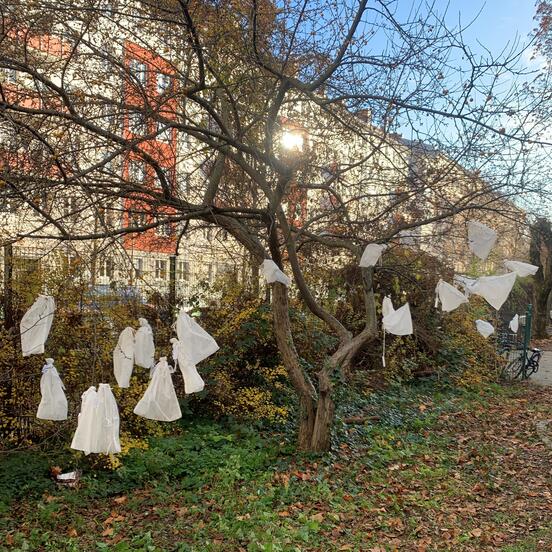 Caterpillar rearing bags hanging in the trees