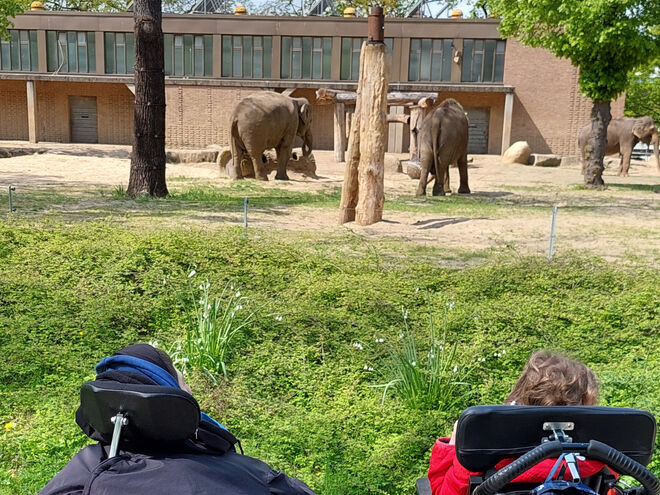 Gruppe 2: Besuch bei den Elefanten im Zoo